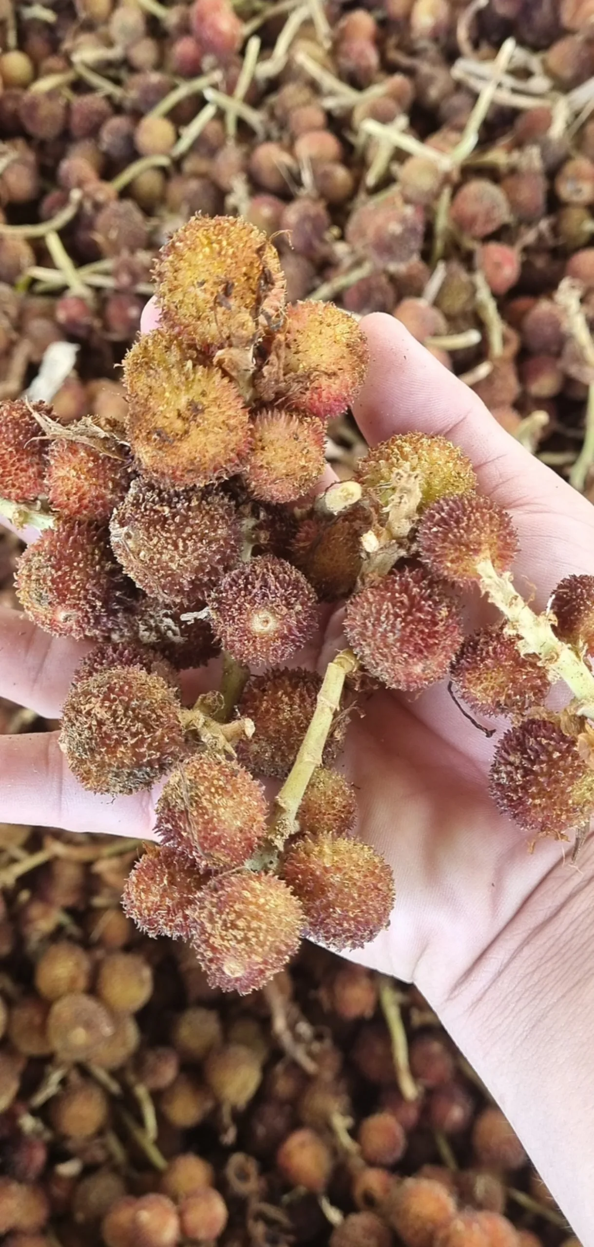 False Cardamom/ Organic Cardamom Seed/ Fructus Amomi From Vietnam