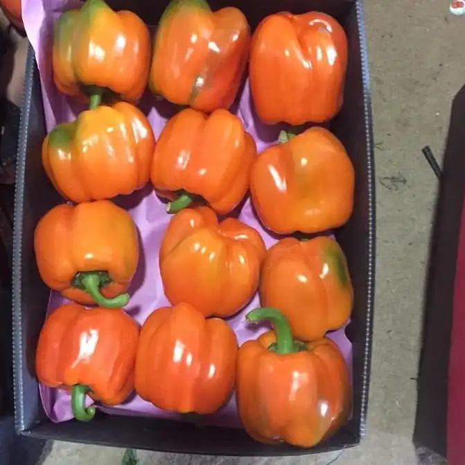 Fresh Capsicum Cheap Bell Pepper Green Yellow Red Sweet