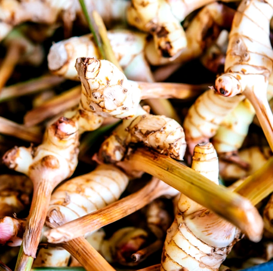 100% GALANGAL DRIED SLICES CHUNKY CUT ROOT RHIZOME ORGANIC NATURAL HERBS SPICY PREMIUM QUALITY NO CHEMICAL PRODUCT OF THAILAND