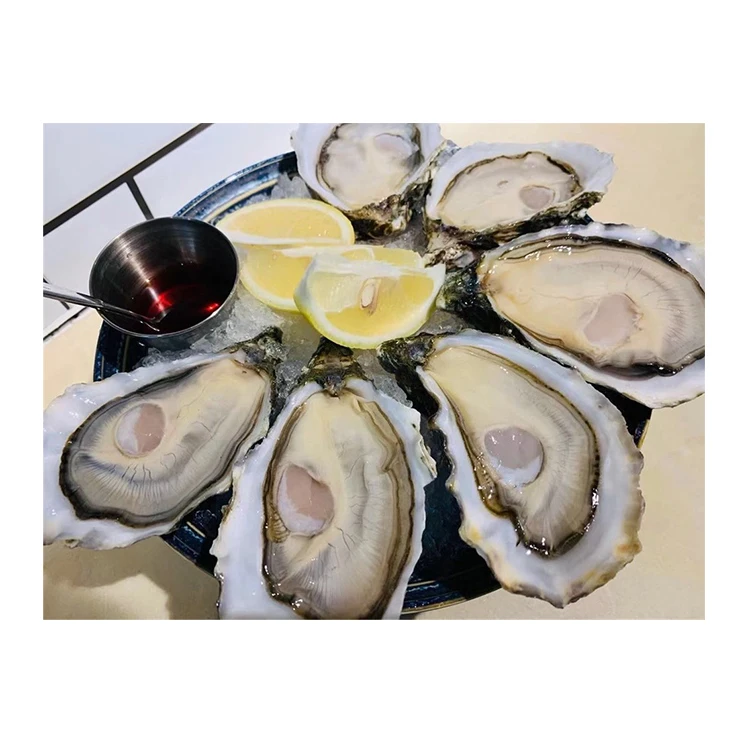 
 Quality Guaranteed Seafood Product Live Oysters  