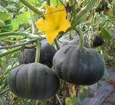 Natural pumpkin, factory price/ Jasmine +84 896679047