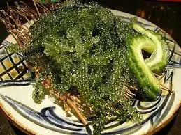  2021 оптовая продажа по низкой цене морской виноград высокого качества 100% натуральный // мисс Ниан + 84 363 210 230