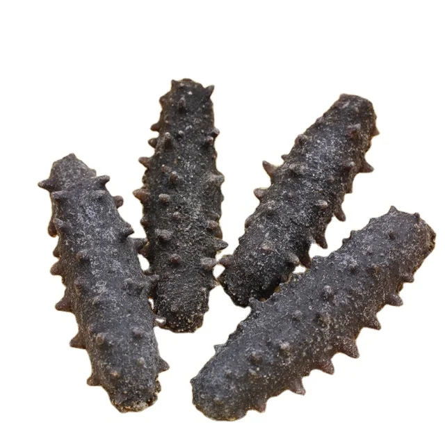 Sea Cucumber Best Quality Sun Dried Sea Cucumber Fresh Frozen BQF cucumaria Trepang WHOLESALE High quality delicious