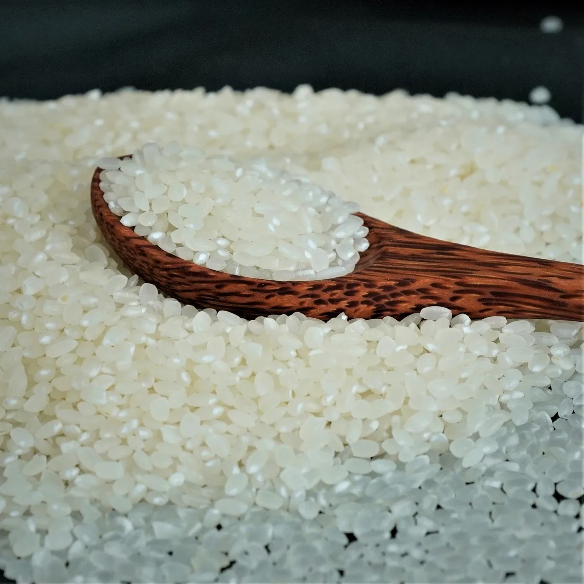 Wholesale Premium Quality Short Grain Rice Japonica Rice Sushi Rice from Vietnam Best Supplier Contact us for Best Price