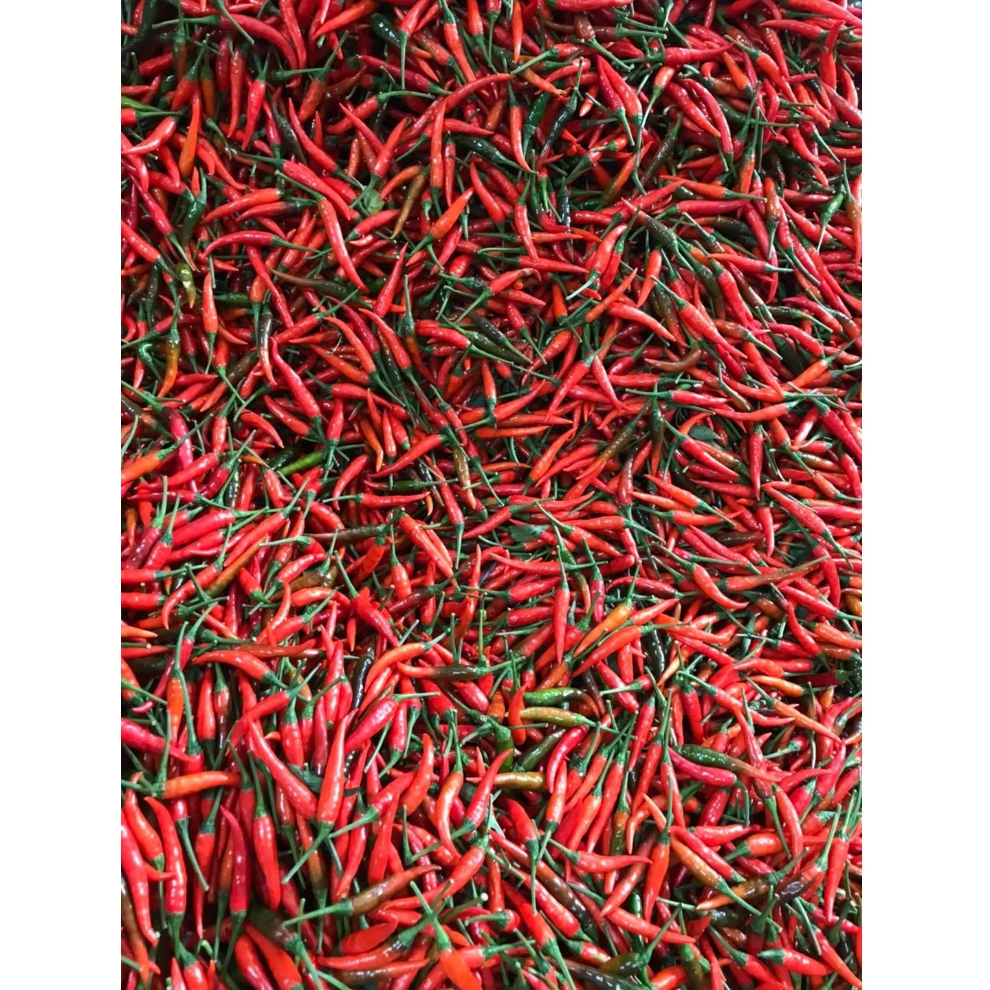 Горячий пряный натуральный красный свежий стручковый перец чили из Вьетнама