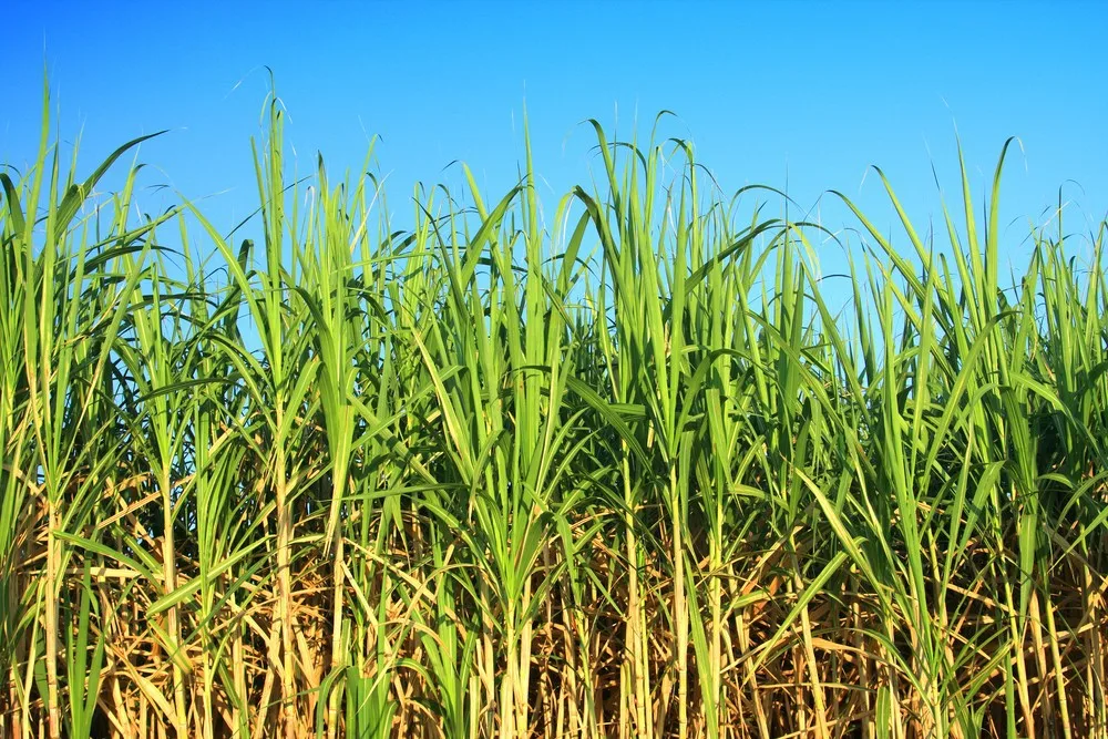 Best Quality Materials Sugarcane Molasses (Brix Min 75%) With 21MT Flexitank