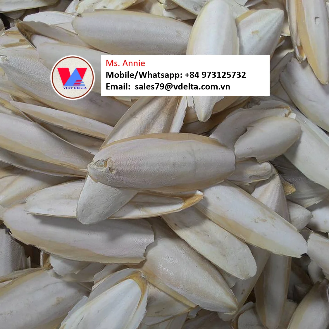 Fresh VIETNAM CUTTLEFISH BONE 2021 Ms. Annie +84 973125732 ( Whapsapp )