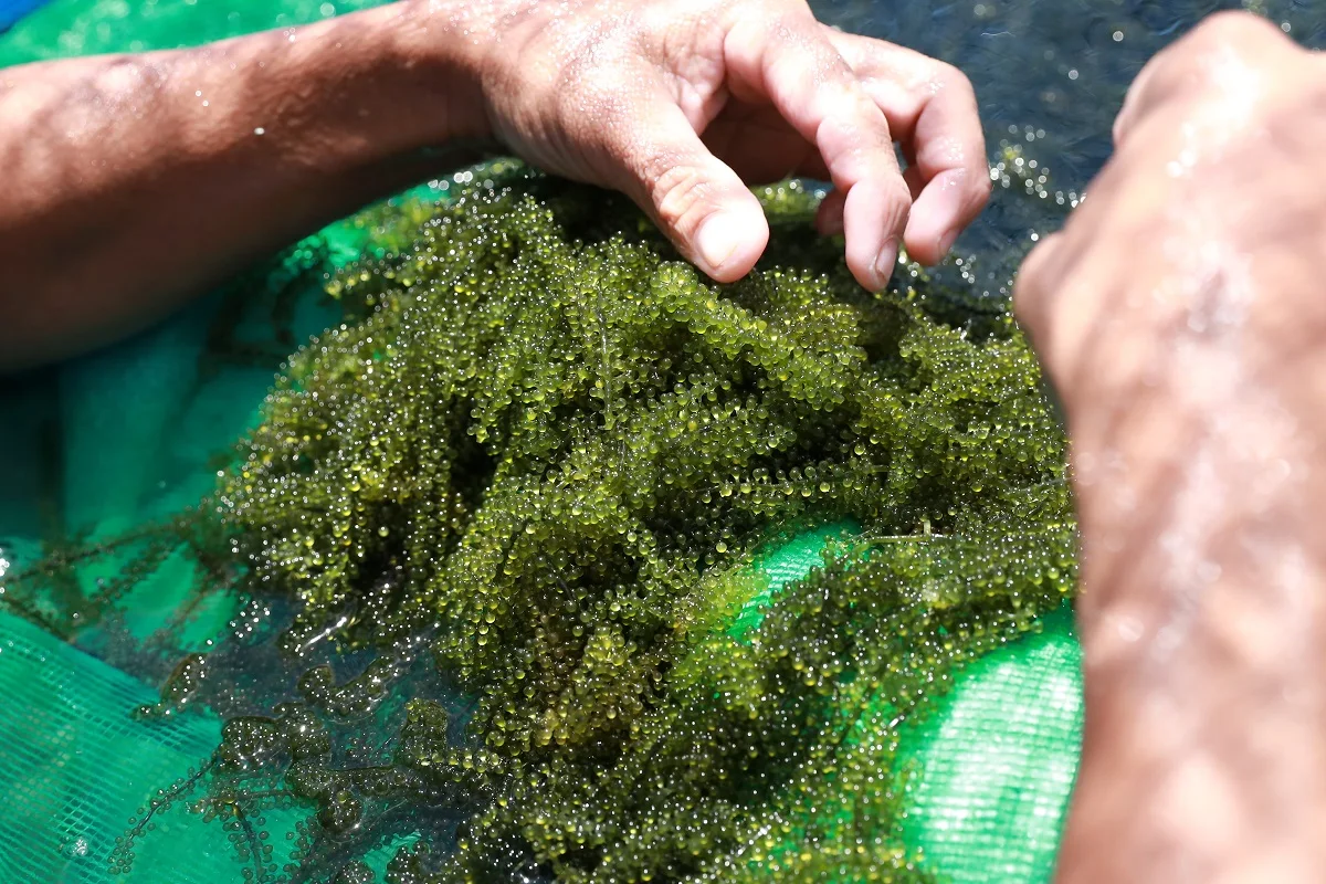 Natural Green Color Characteristics Taste Organic Fresh Sea Grapes Green Food From Viet Nam