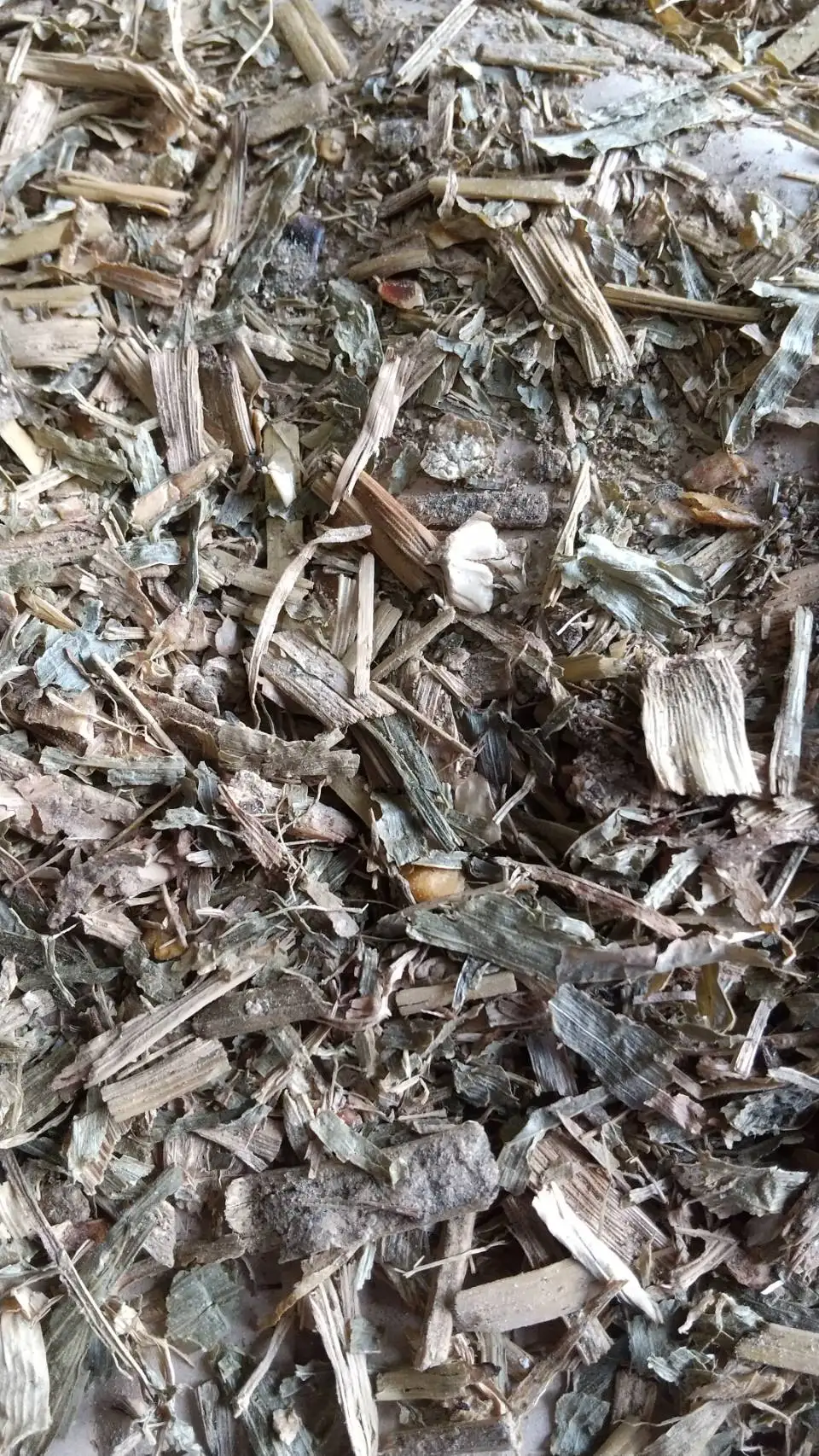 CORN SILAGE ORGANIC /CORN SILAGE  FOR ANIMAL FEED ORIGIN VIET NAM CHEAP PRICE AND HIGH QUALITY