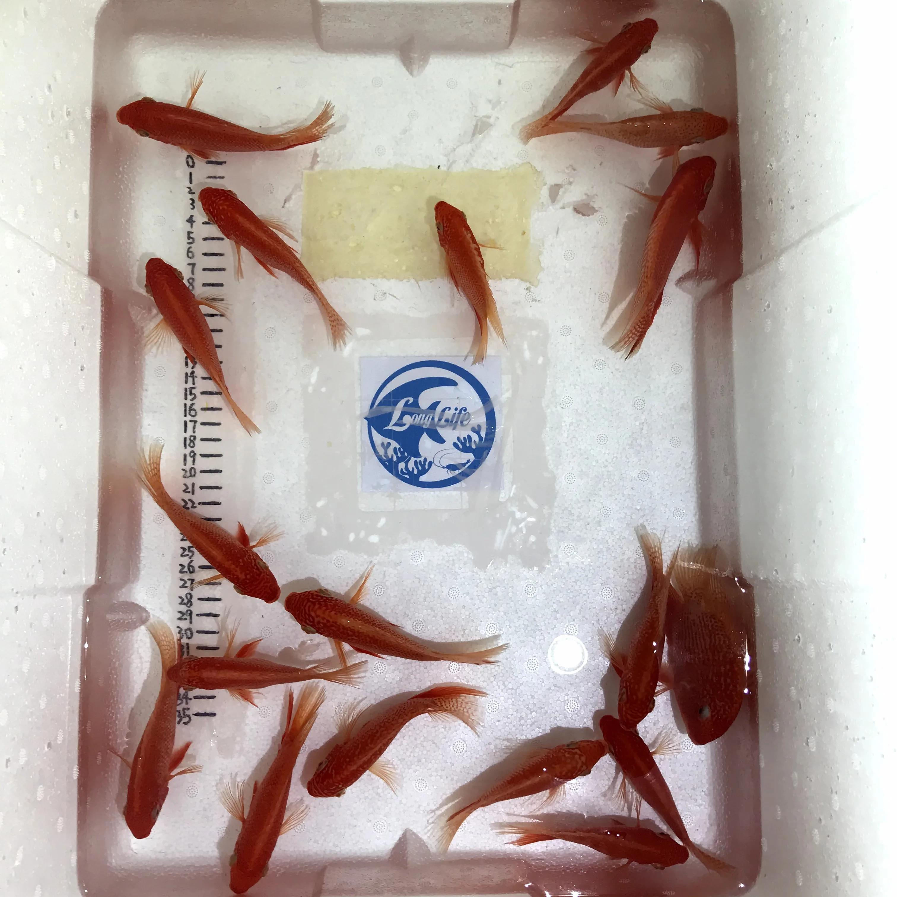 
Farm bred Heros severus gold red spot South American Cichlids For sale 