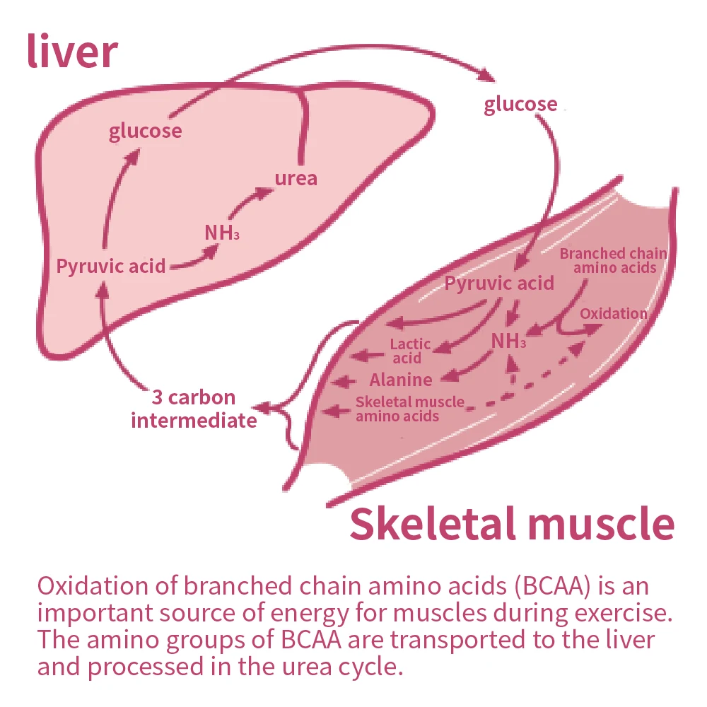 
sports supplement muscle athlete supplement sport Branched Chain Amino Acid nutrition 