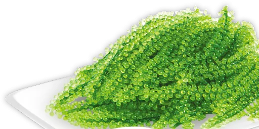 Вьетнамский морской виноград (Caulerpa chellifera) мисс май + 84 904183651