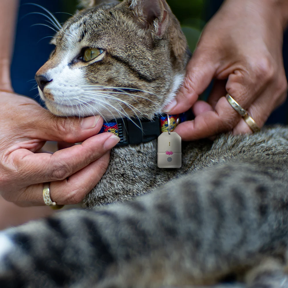 Горячая Распродажа Рекламная цена GPS-трекер для животных трекер домашних с трекером 3 бирки