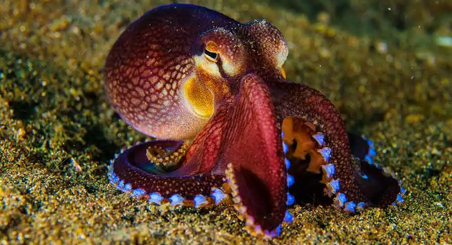 Premium Quality Wholesale Octopus For Sale In Cheap Price