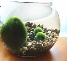 Душевые наборы из минерального камня и картриджи для садовых наборов