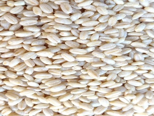 Кормовой ячмень