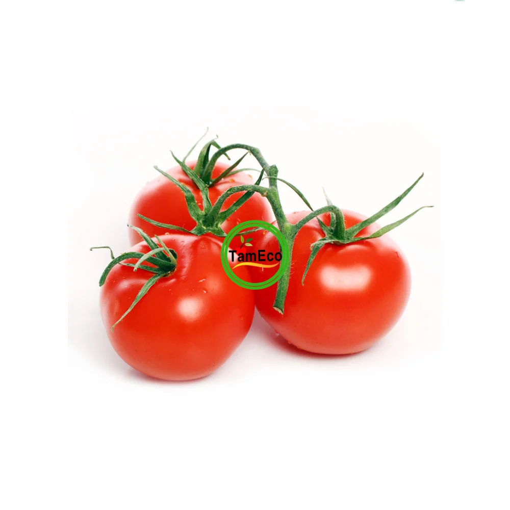 Vietnam All Season Vegetable Fruits TamEco Fresh Vegetables Fresh Round Oval Red Roma Tomatoes Carton Box