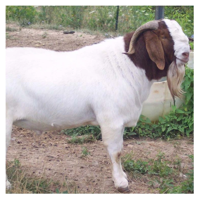 
Top Best Quality Prices 100% Full Blood Live Boer Goats Quality South Africa Live Pure Breed Boer Goat 