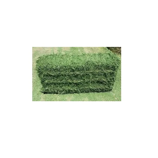 Hot Selling Price Of Alfalfa Hay Bales in Bulk Quantity