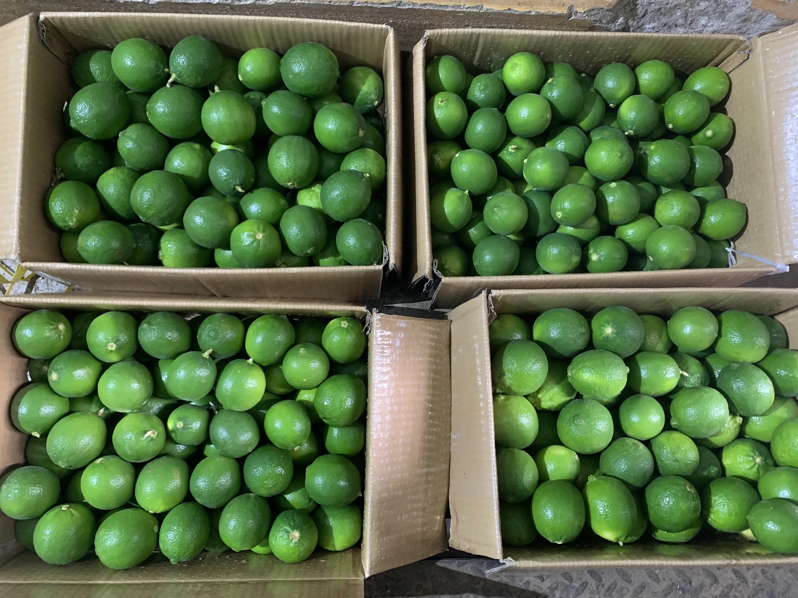 Year Round Lime seedless Viet Nam Fresh Lemon bulk Cheap price OEM/ODM custom package