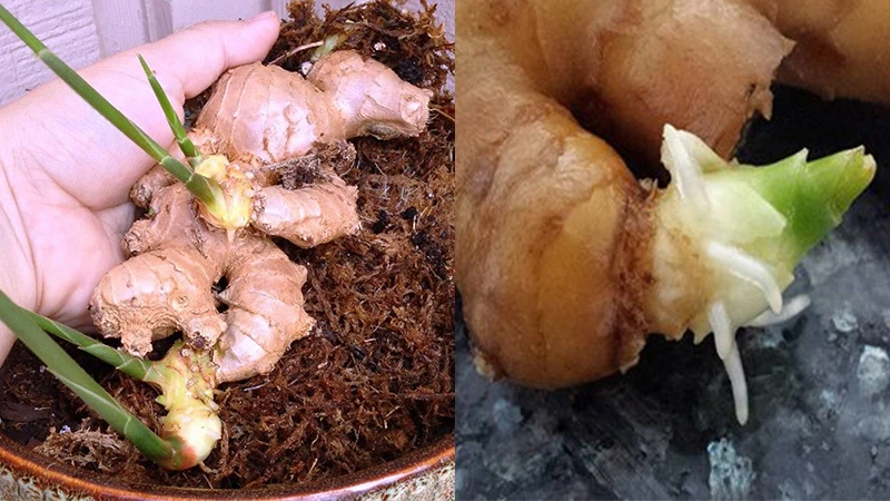 
SPICE OR FOLK MEDICINE GOOD PRICE DRIED GINGER FOR EXPORTING MADE IN VIET NAM 