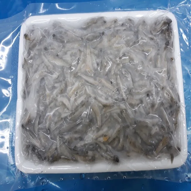 
Wholesale Frozen Anchovy / RIVER ANCHOVY Corica Soborna With High Quality From Vietnam 