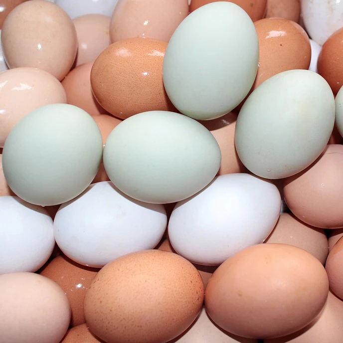 
Wholesale High Quality Brown and White table Eggs 