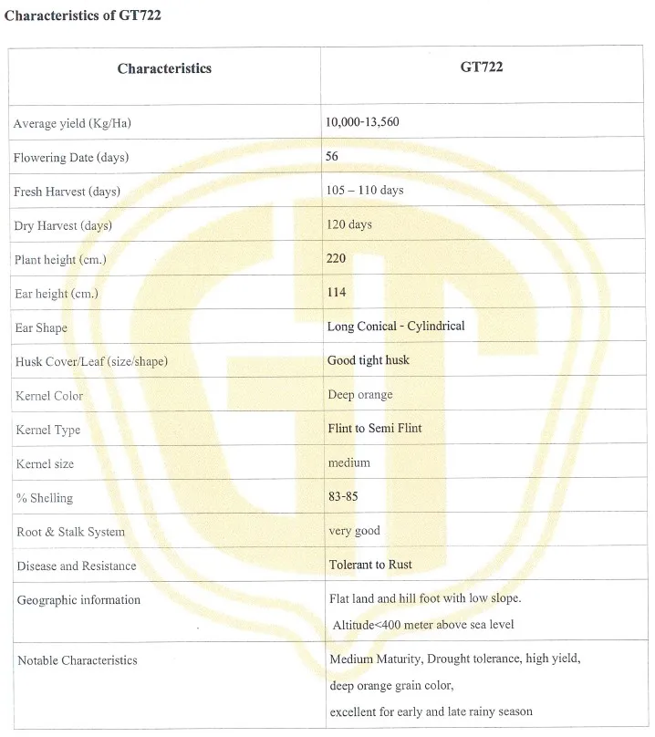 GT722 Very High Yield High Shelling Percentage F1 Hybrid Corn Seeds/Maize Seeds With Phytosanitary Certification From Thailand