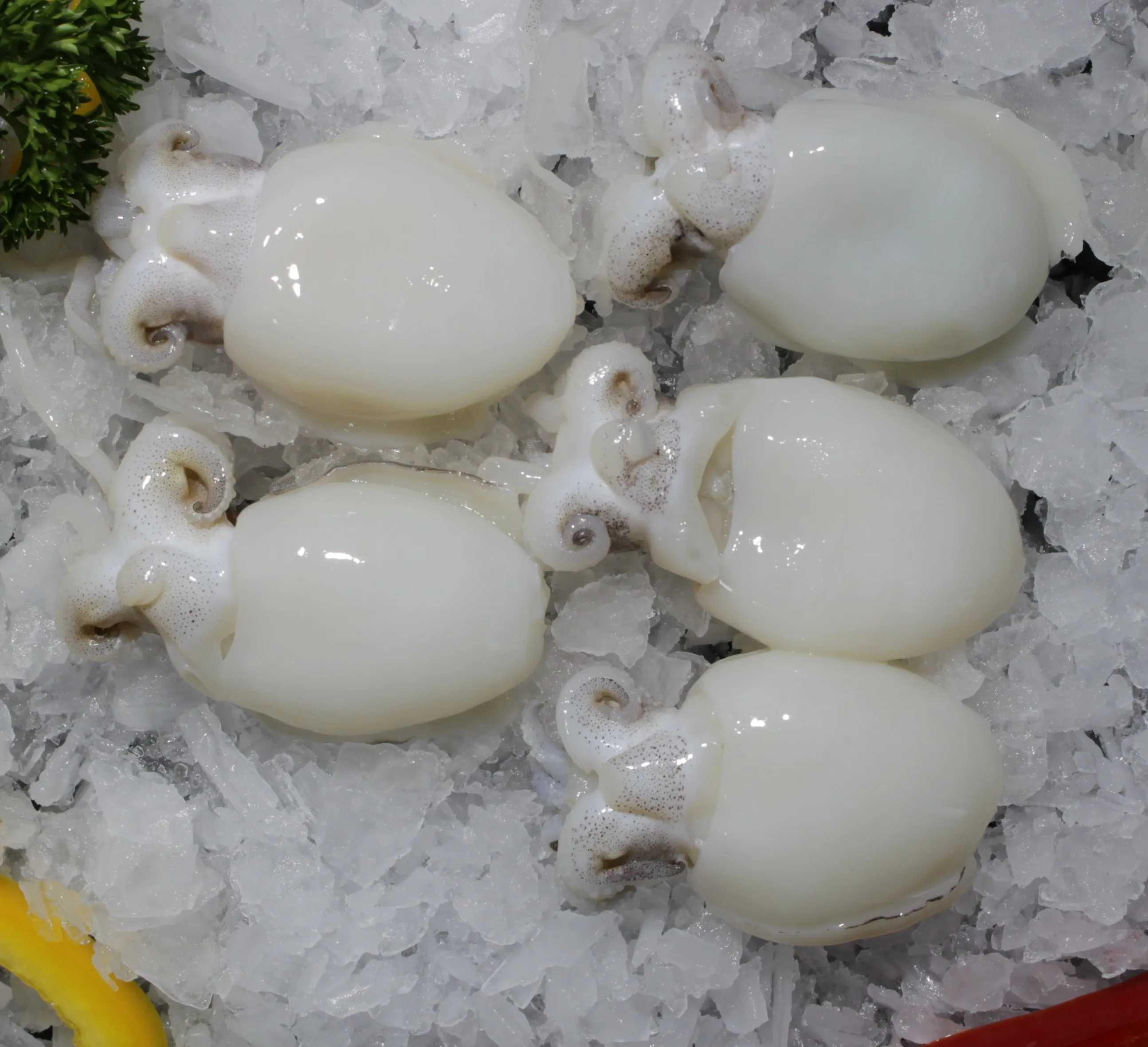 
Frozen Whole Piece Shelf Life 12 Months In Bag And Box Packaging Baby Cuttlefish Frozen Vietnam Product 