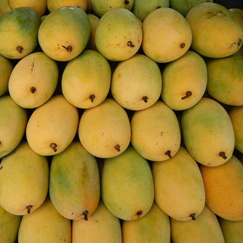 Fresh Mango 100% Natural and Best Price