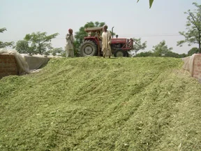 Силажные тюки Corn Cob для конкурентоспособной цены в Бахрейне Кувейте Даммам джидде Эр-риаде