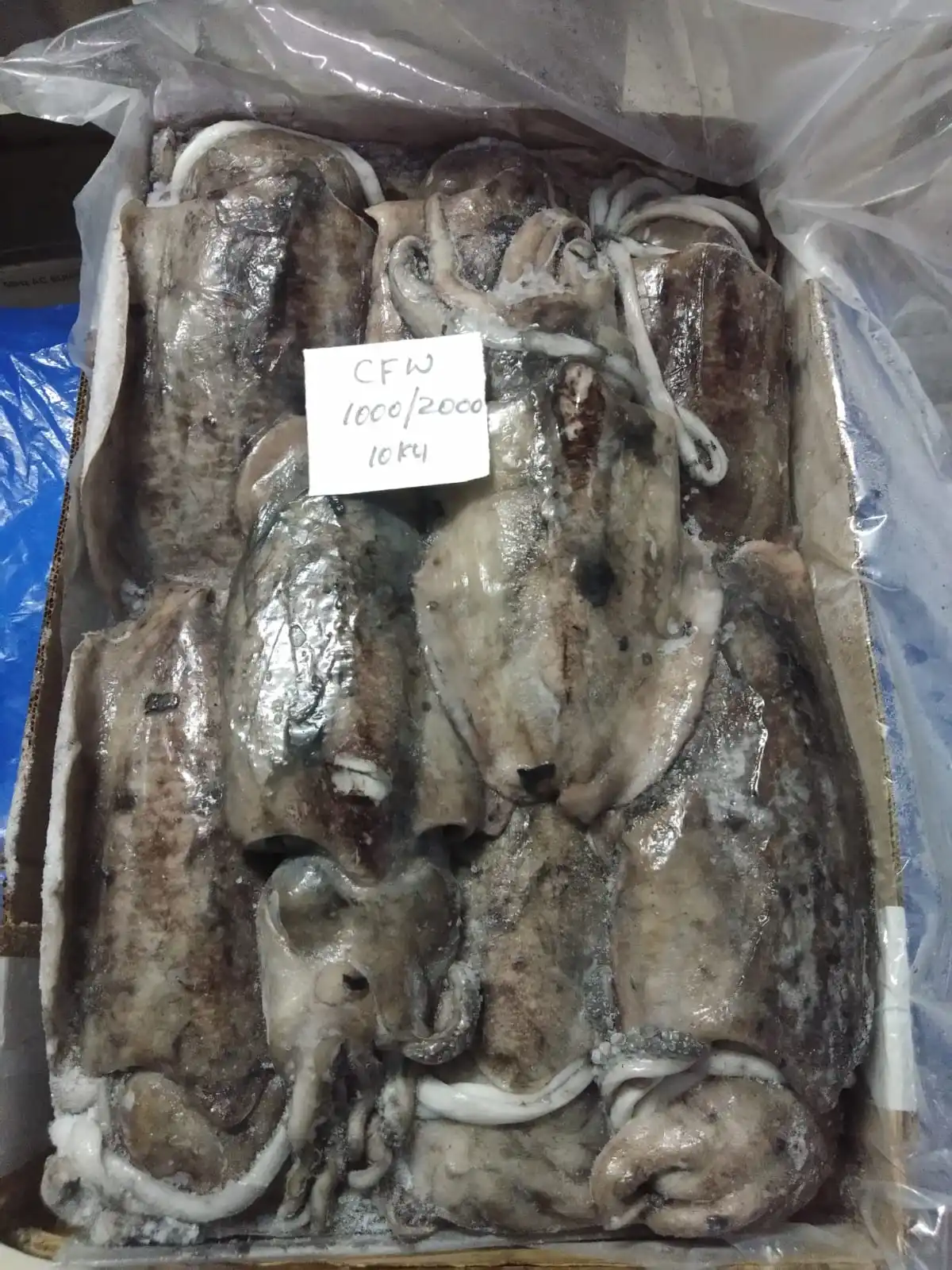 Block frozen Cuttlefish whole from India, cuttlefish size 1000/2000, 2000 up