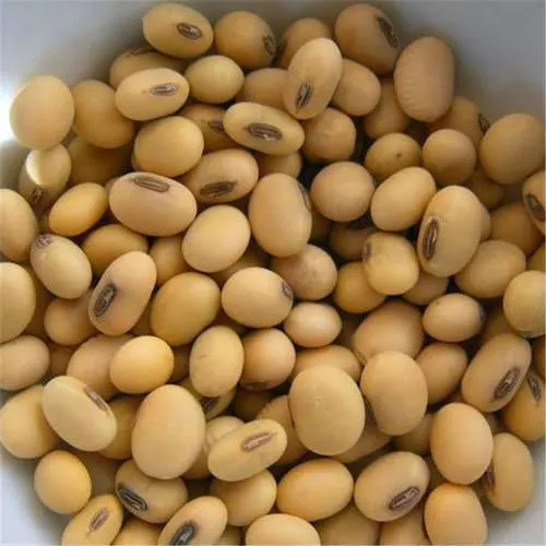 
Wholesale High Quality Soybean/soya Bean, Soybean Seeds COMMON Dried Bulk AD 