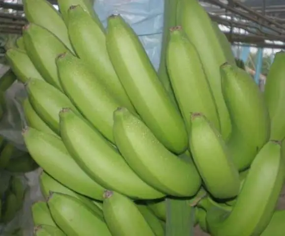 CLASS A GREEN CAVENDISH BANANAS