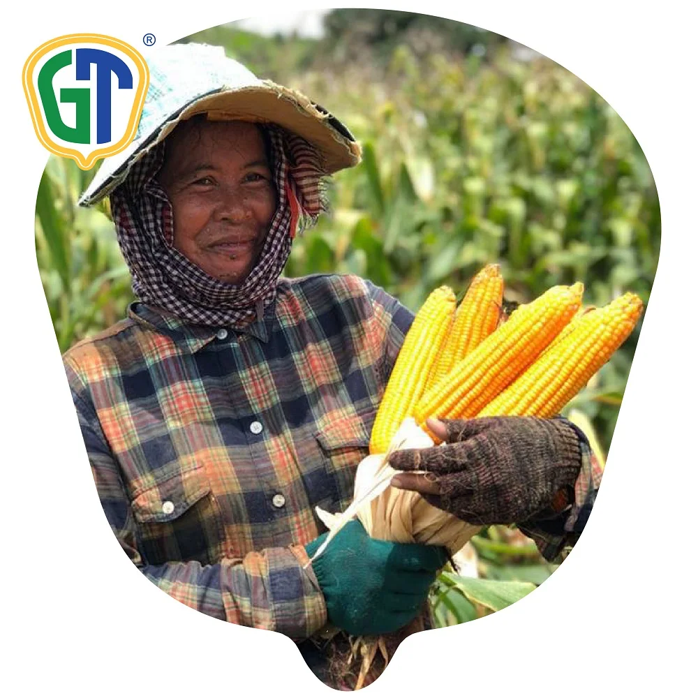 
Phytosanitary Certification Semi-Flint Sweet Hybrid Corn Seeds 709 From Thailand With Good Price 