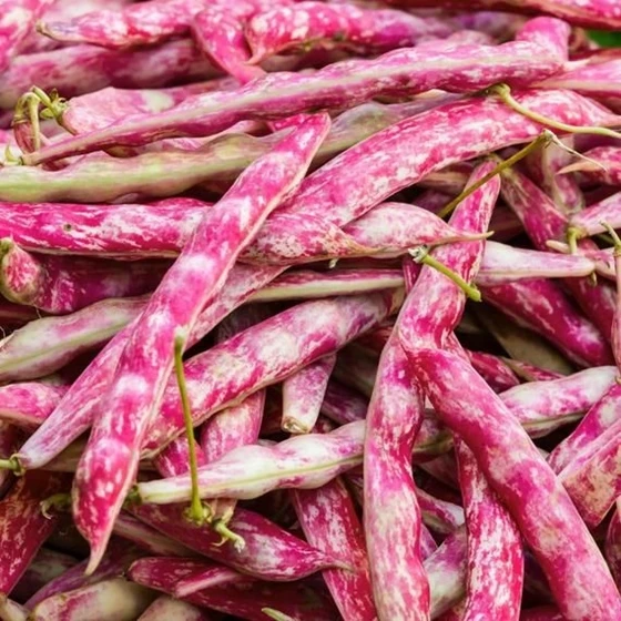 Organic Pink Beans.jpg