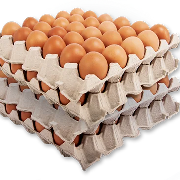 Fertilized Chicken Eggs/ Cobb 500 Broiler Chicken Eggs/Fresh Cobb 700 Fertile eggs