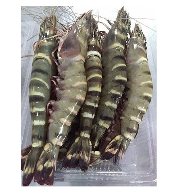 Hot Sale  High Quality Black Tiger Shrimp HOSO from Vietnam Best Supplier