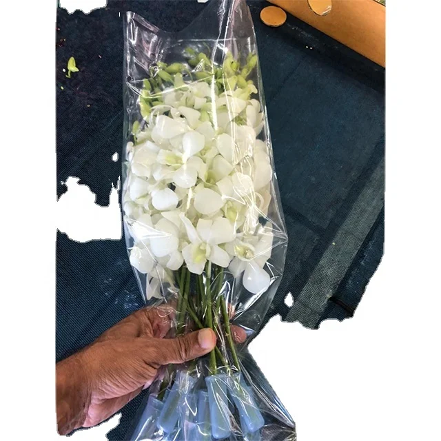 Orchid White Fresh Cut Flowers 500 Stems/box