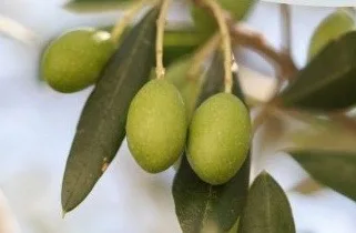 Litani Products CBD Infused Extra Virgin Olive Oil 5 fl oz Olive Oil Containers CBD Products