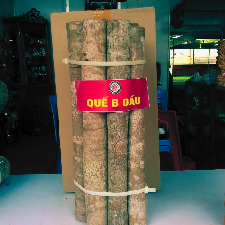 premium cassia cinnamon sticks vietnam top selling