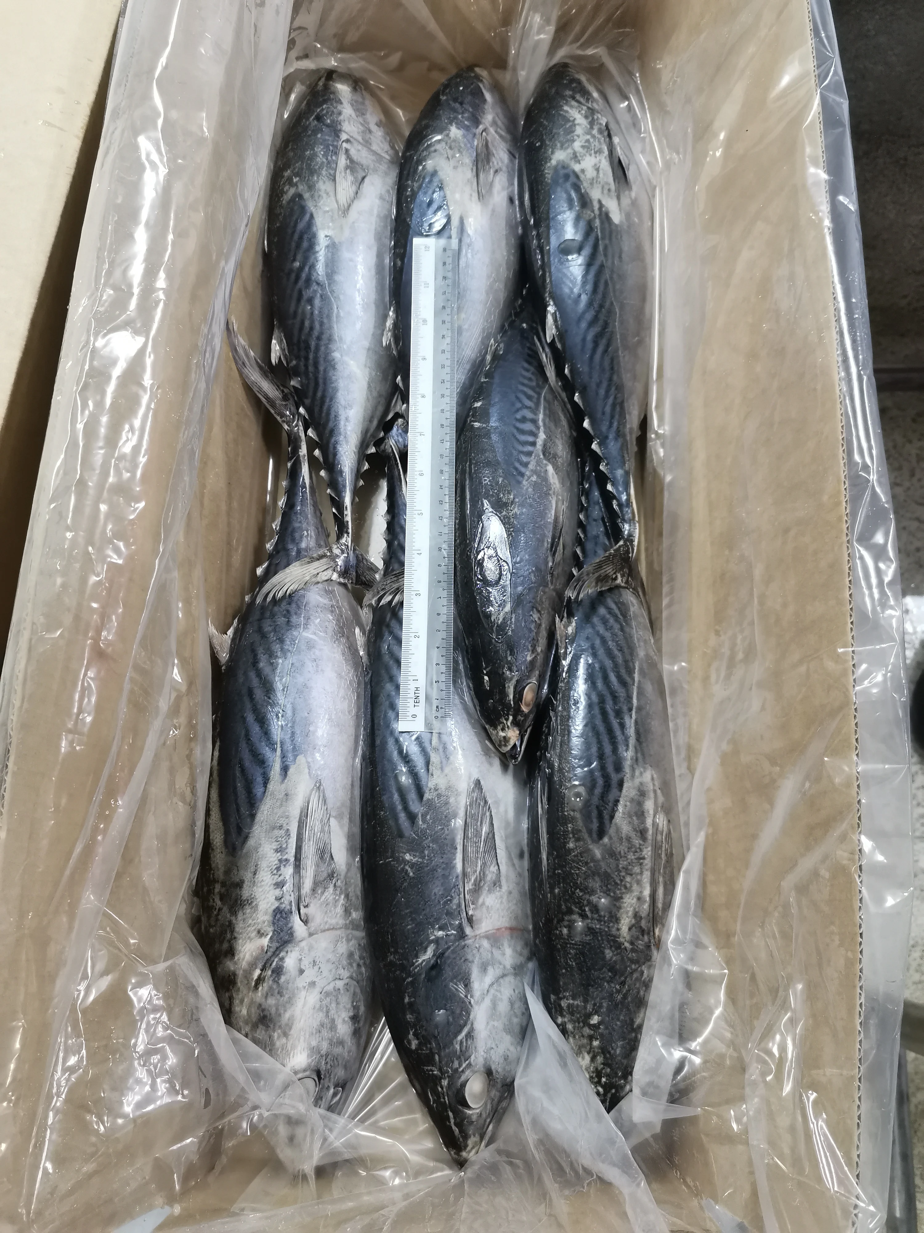Malaysia Seafood Frozen Whole Round Bonito Tuna With BQF Freezing Process For Premium Quality