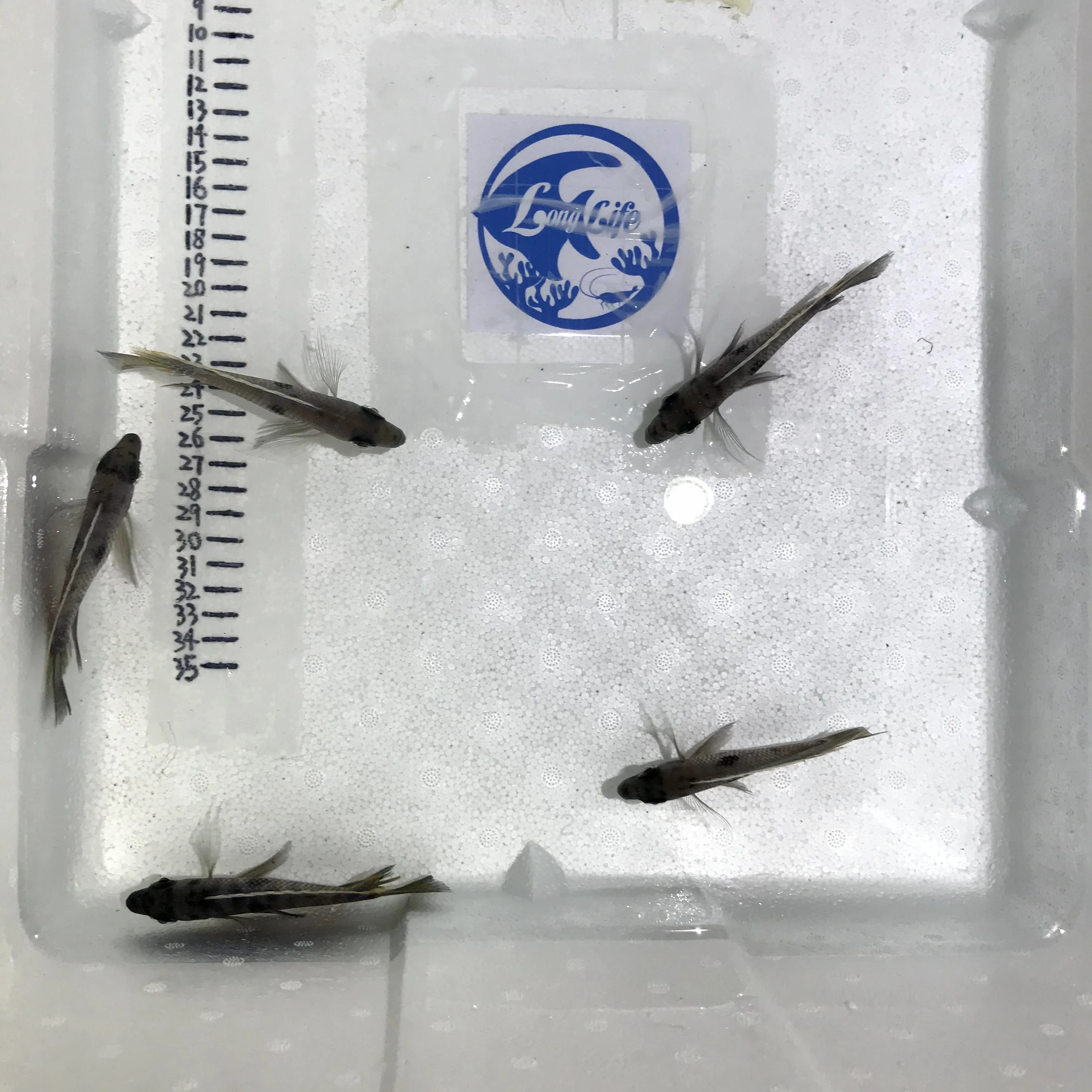 
Farm bred Copadichromis sp. Mbenji blue African Malawi Cichlids For sale 