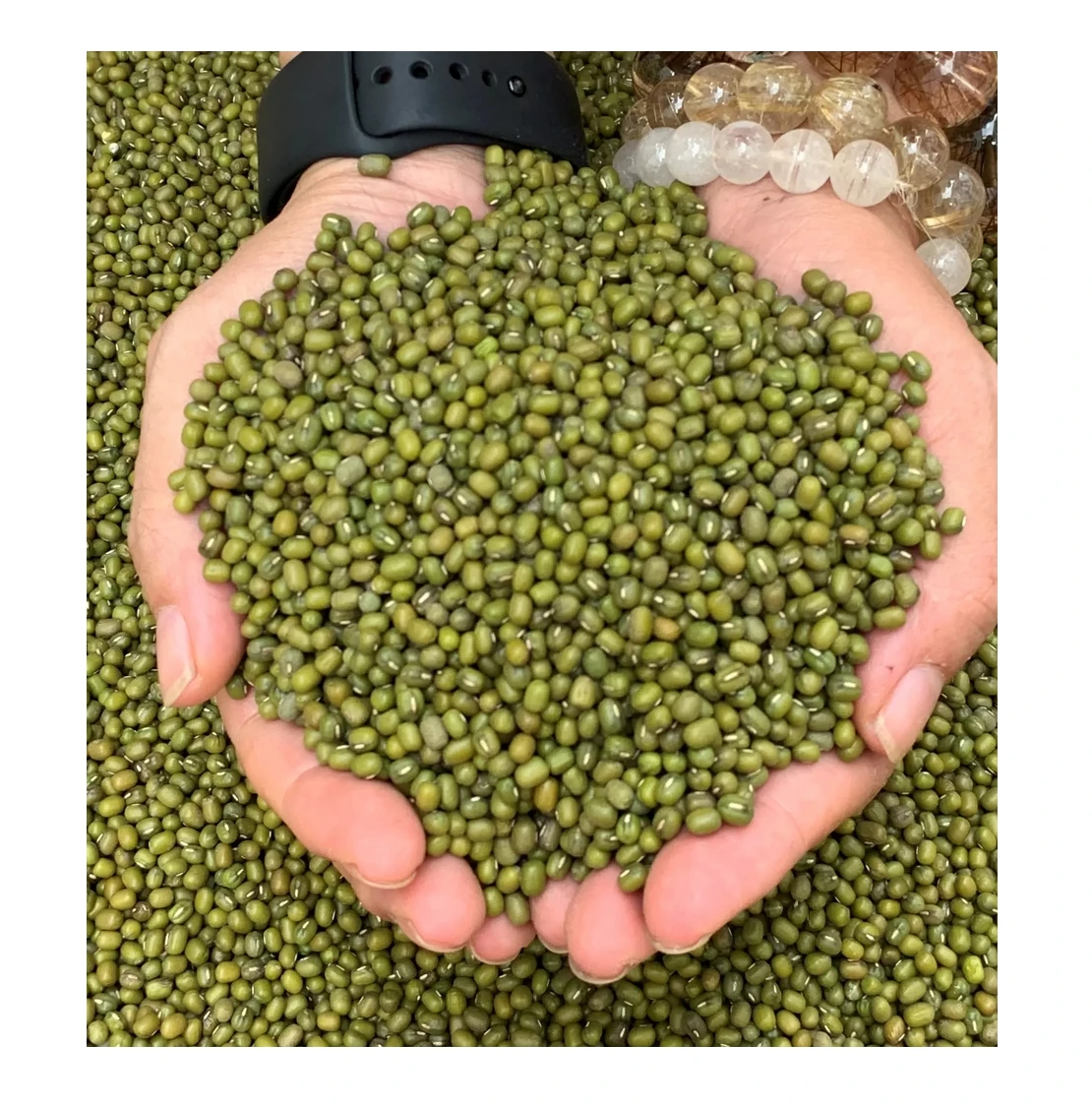 Wholesale Orsafarm Green beans 5kg/pack Premium Quality Green Mung Beans Medium Grains vigna beans for sprouting