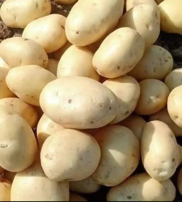 
20kg-50kg Per Bag Good Quality Low Price Yellow Organic Fresh Diamond Potato For Export 