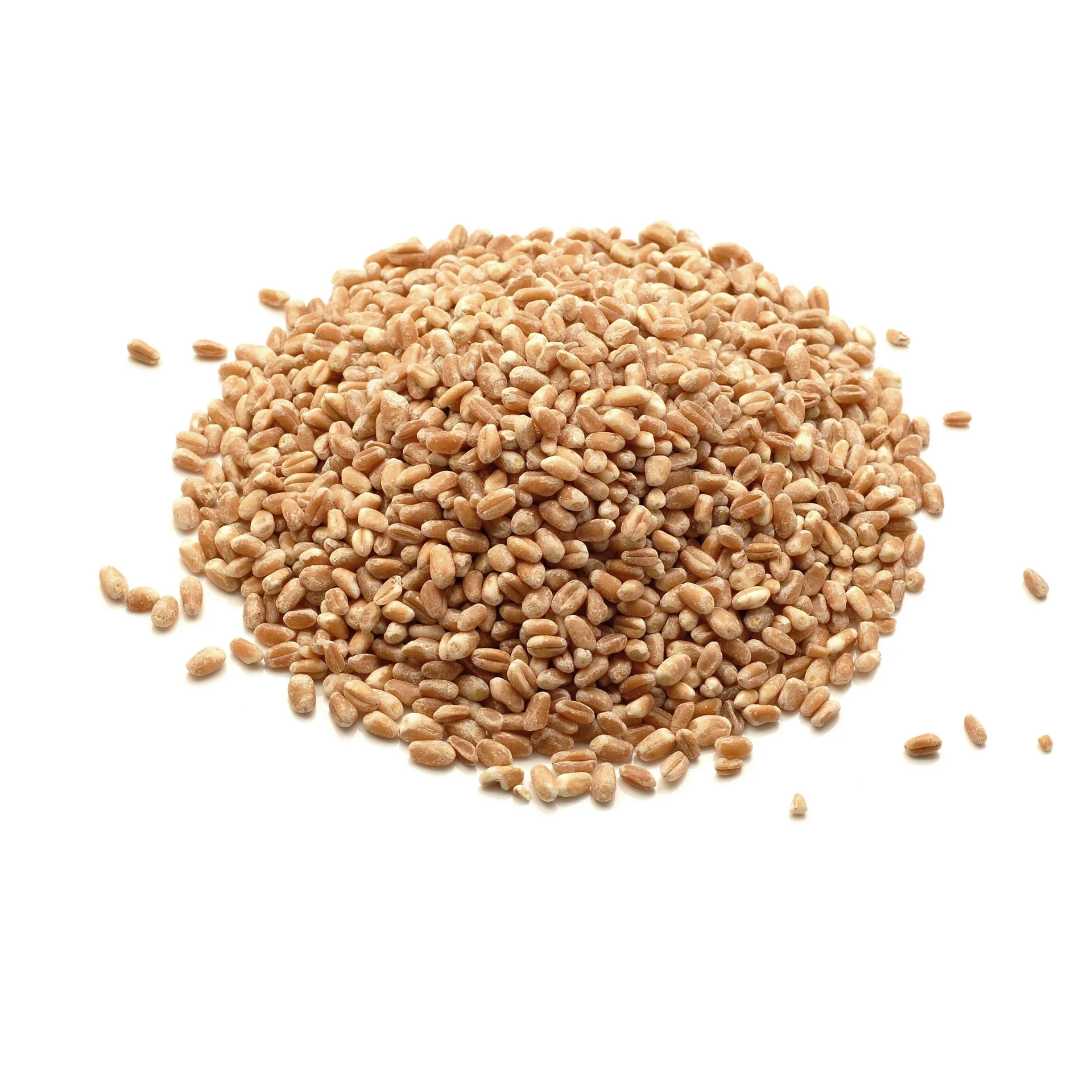 Пшеничные зерна PBW 343-высокое качество