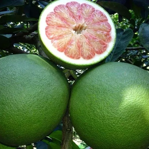 Vietnam Green Skin Pomelo fresh fruit- Premium, high quality, clean farming, Global GAP, prestige, attractive price