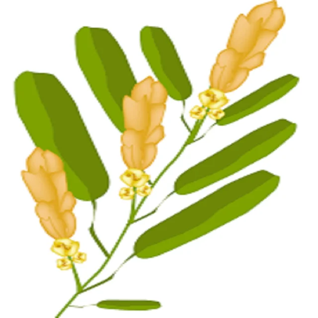 CASSIA ALATA LEAVES DRIED AND  T CUT