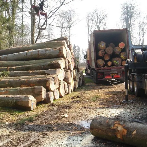 European Beech Log and Lumbers for sale