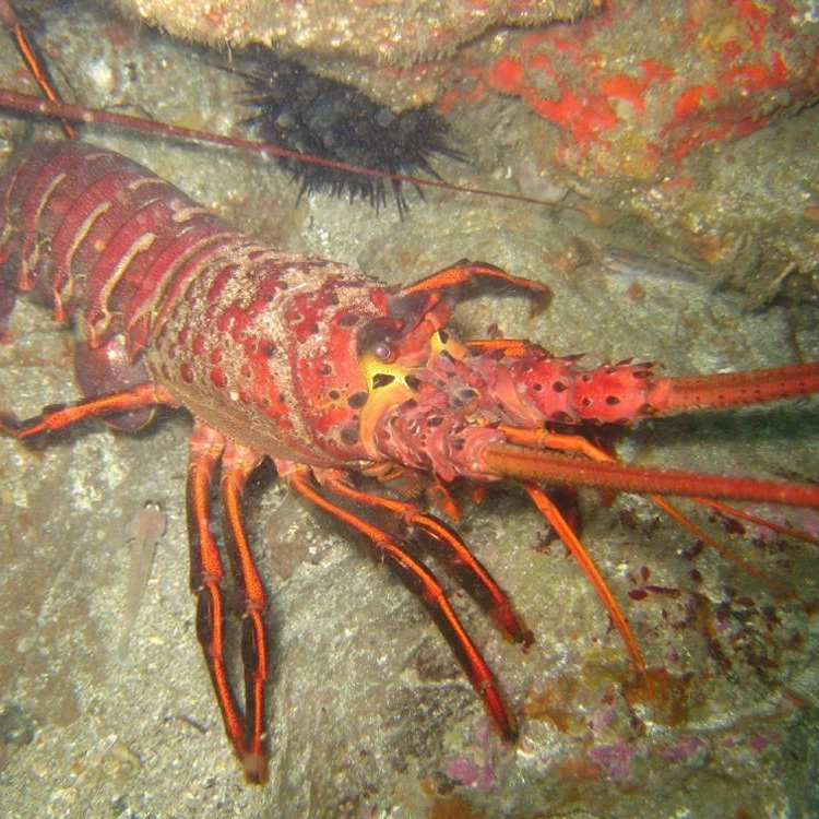 
High quality Spiny Lobster for sale at very affordable 